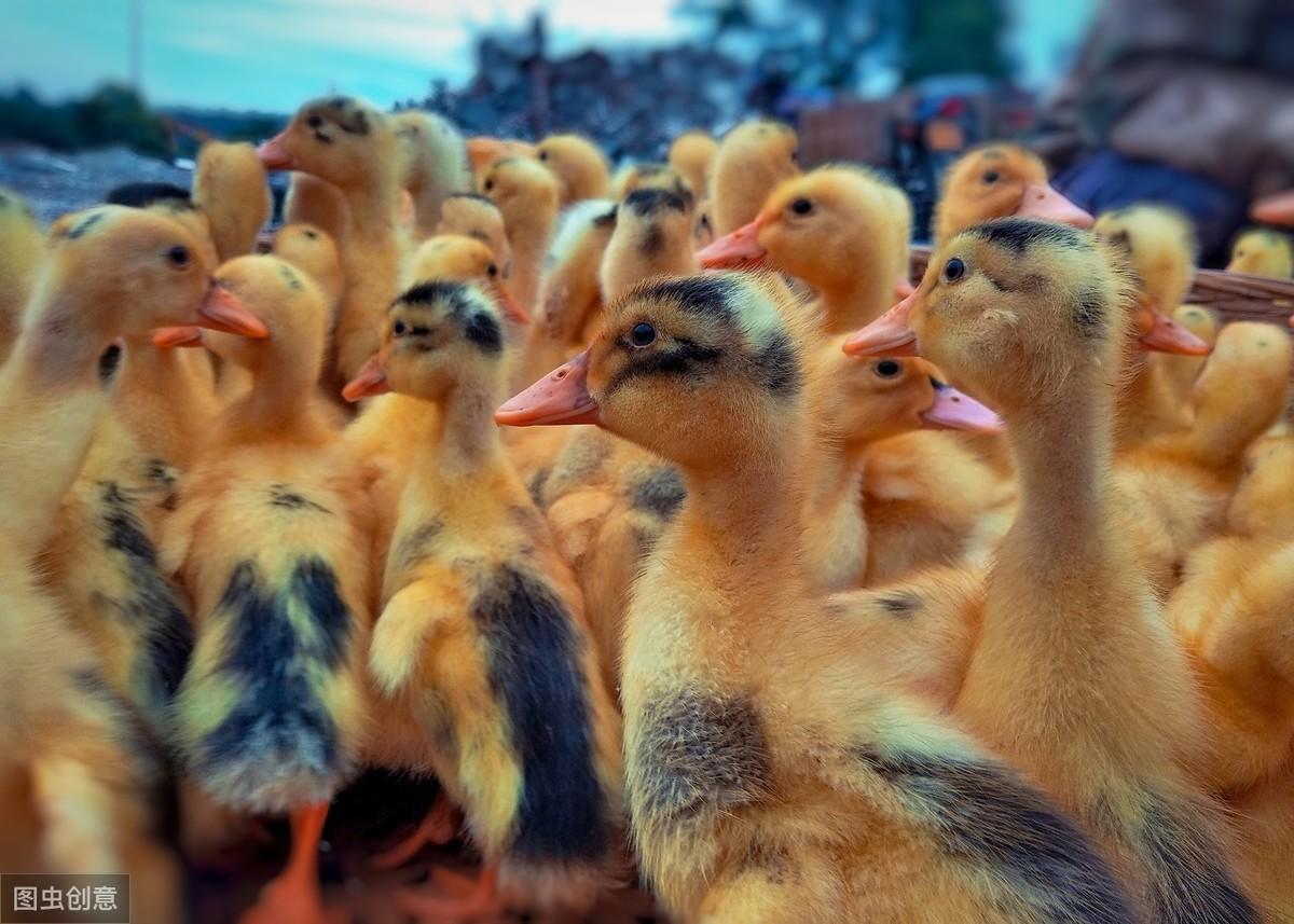 鴨產業最新行情概覽，市場走勢、產業動態與未來展望