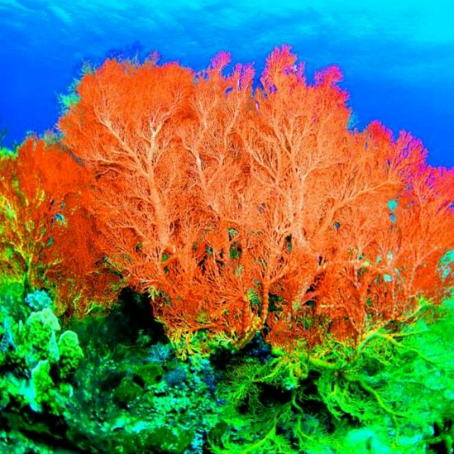 珊瑚頌的最新時(shí)代價(jià)值與爭議,一首歌曲引發(fā)的熱議與探討