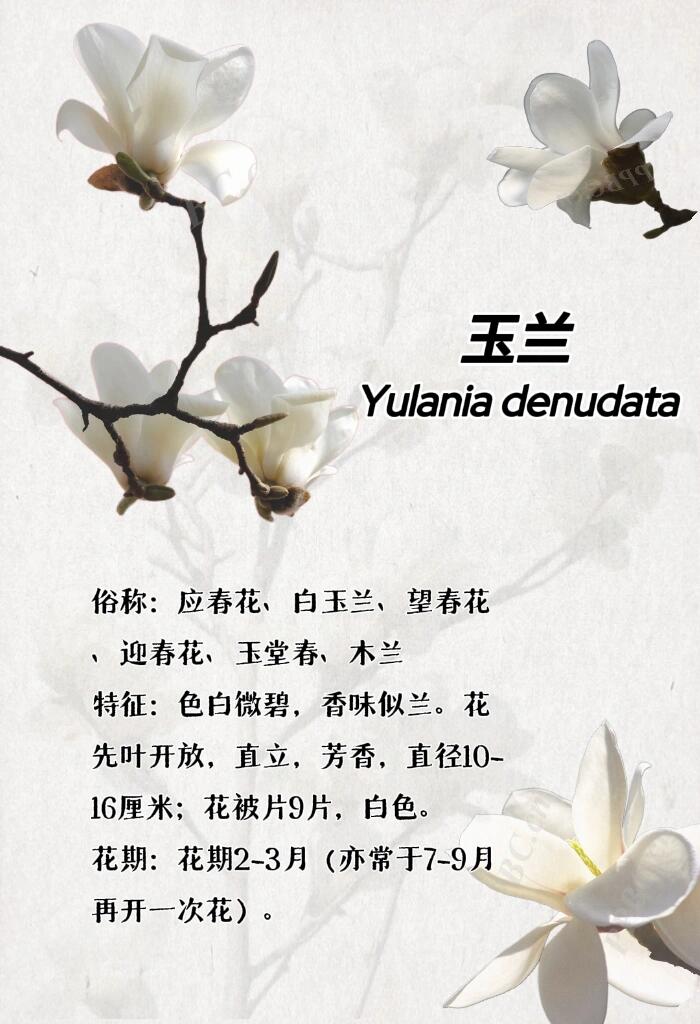 最新玉芝蘭，與自然美景的邂逅與內(nèi)心平和之旅