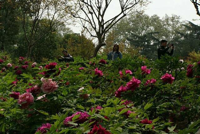 洛陽天氣實(shí)時更新，最新氣象報告發(fā)布